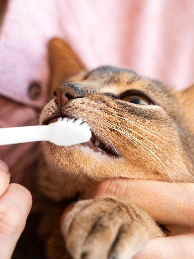 A person brushing their cat's teeth with a toothbrush
