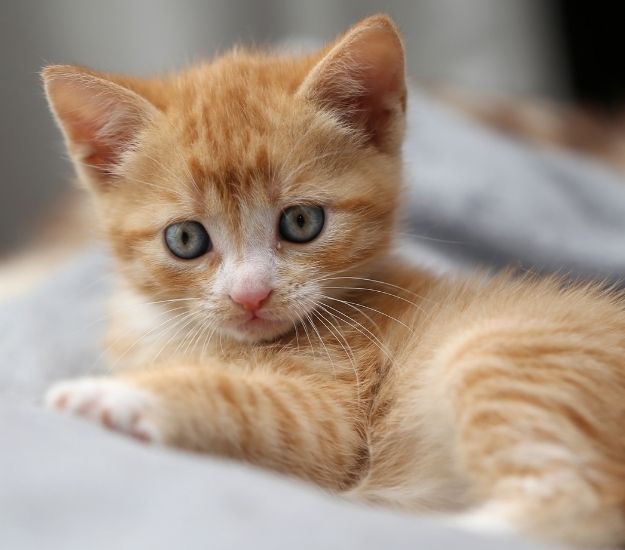 an orange kitten sitting on top of a blanket