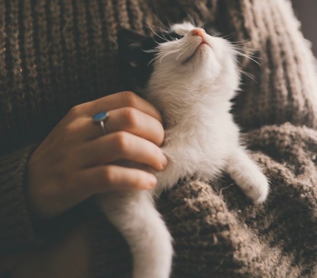 a person is holding a cat in their arms