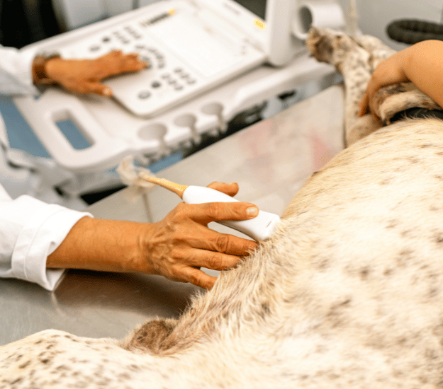 veterinary team doing an ultrasound on a dog