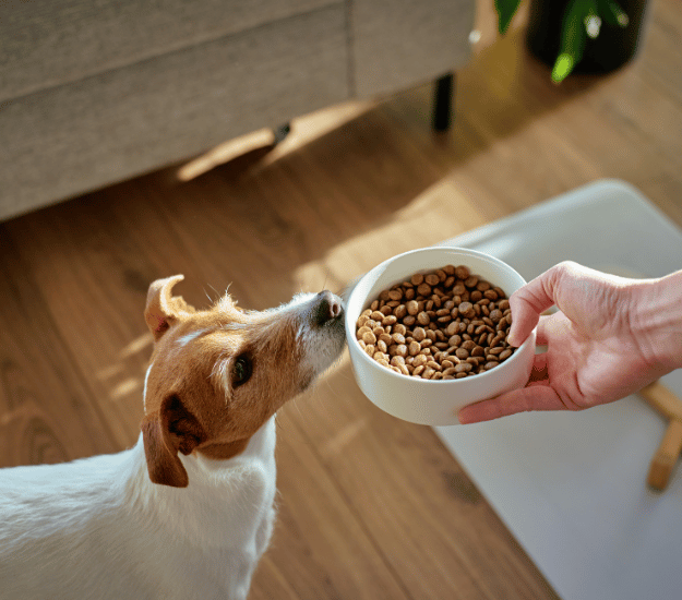 person putting a dog food bowl full of kibble on the ground for a dog